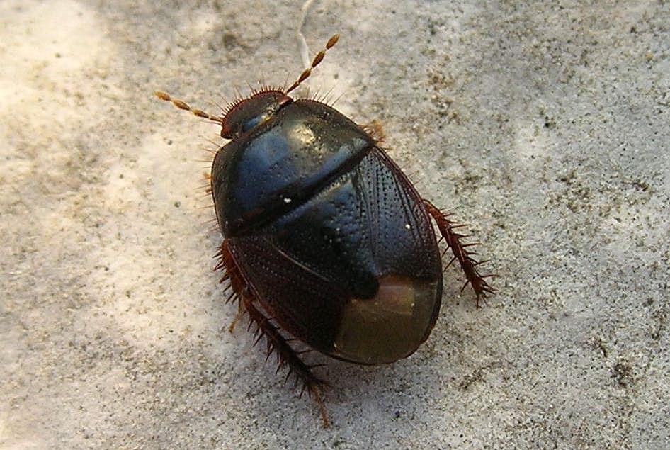 Microporus nigrita